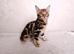 Electra - Bengal Kitten For Sale - Norwalk, CT, US