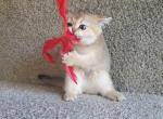 Shy - Scottish Straight Kitten For Sale - Gulf Breeze, FL, US