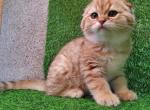 Scottish fold baby - Scottish Fold Kitten For Sale - Gulf Breeze, FL, US