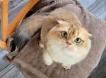 Prince - Scottish Fold Cat For Sale - 