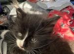 Polydactyl Tux - Maine Coon Kitten For Sale - Waterford, ME, US