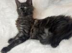 2 smoke boys one black girl - Maine Coon Kitten For Sale - Fenton, MI, US