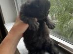 Beatrice Black - Scottish Straight Kitten For Sale - 