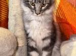 Sweet Baby Girl - Maine Coon Kitten For Sale - Jacksonville, FL, US