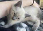 hollow - Siamese Kitten For Sale - Harrisburg, NC, US