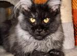 Avatar  Black Smoke - Maine Coon Kitten For Sale - 