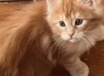 Jill Beans A1 - Maine Coon Kitten For Sale - Pepperell, MA, US