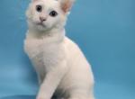 Both Blue eyes Snowman - Maine Coon Kitten For Sale - Jacksonville, FL, US