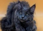 Madonna - Maine Coon Kitten For Sale - Jacksonville, FL, US