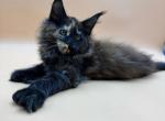 Polydactyl girl Storm - Maine Coon Kitten For Sale - Jacksonville, FL, US