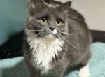 Kyomi & Kyra - Siberian Kitten For Adoption - Tygh Valley, OR, US