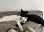 Snowy and Blackie - Ragdoll Kitten For Adoption - 