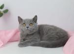 Onika - British Shorthair Kitten For Sale - Houston, TX, US