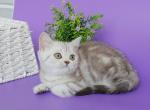 Valter - British Shorthair Kitten For Sale - Houston, TX, US