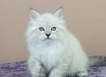 Djusi - Siberian Kitten For Sale - Houston, TX, US