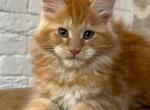 Egor - Maine Coon Kitten For Sale - Gurnee, IL, US