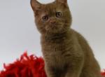 Angel - British Shorthair Kitten For Sale - Boston, MA, US