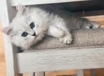 Birdie - Scottish Straight Kitten For Sale - 