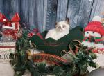 Itty Bitty - Ragdoll Kitten For Sale - St. Louis, MO, US