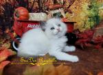 Bluey - Ragdoll Kitten For Sale - 