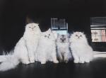 Panda - Scottish Fold Kitten For Sale - 