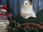 Harley - Ragdoll Kitten For Sale - St. Louis, MO, US