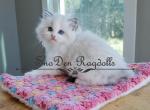 Hercules - Ragdoll Kitten For Sale - 