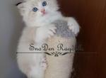 Sam - Ragdoll Kitten For Sale - St. Louis, MO, US