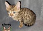 F4 Savannah Female Jynx - Savannah Kitten For Sale - 