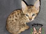 F4 Savannah Male Kabuto - Savannah Kitten For Sale - 