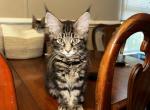 C Litter - Maine Coon Kitten For Sale - Raleigh, NC, US