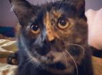 Caly - Domestic Cat For Adoption - Thomaston, GA, US