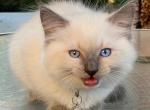 Kitten 1 - Ragdoll Kitten For Sale - 