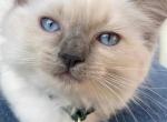 Kitten 2 - Ragdoll Kitten For Sale - 