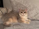 Blue - British Shorthair Kitten For Sale - San Mateo, CA, US