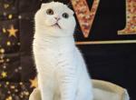 Rehoming Scottish Straight and Scottish Fold - Scottish Fold Cat For Sale/Retired Breeding - Philadelphia, PA, US