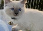 Kitten3 - Ragdoll Kitten For Sale - 