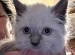 Jewels kitties - Ragdoll Kitten For Sale - Cranston, RI, US