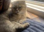 pixi fae - British Shorthair Cat For Adoption - Charlotte, NC, US