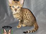 F4 Savannah Male Meowth - Savannah Kitten For Sale - Warren, PA, US