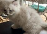 Mr Bashful - Siberian Kitten For Sale - VA, US