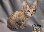 F4 Savannah Male Oak - Savannah Kitten For Sale - Warren, PA, US