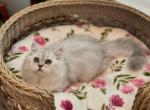 Male - Persian Kitten For Sale - 