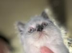 Jewels kittens - Ragdoll Kitten For Sale - 