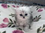 Fiona's and Olivers Kittens - Persian Kitten For Sale - 