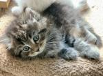 Hallie - Siberian Kitten For Sale - 