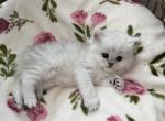 Seraphina's and Thor's Kittens - Persian Kitten For Sale - 