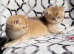 Orange kittens - British Shorthair Kitten For Sale - Johns Creek, GA, US