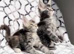 Ready soon - Maine Coon Kitten For Sale - Johns Creek, GA, US