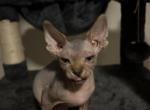 Chulo - Sphynx Kitten For Sale - 